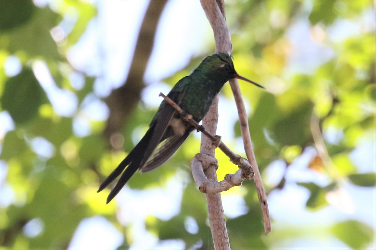 Golden-crowned Emerald - ML76012311