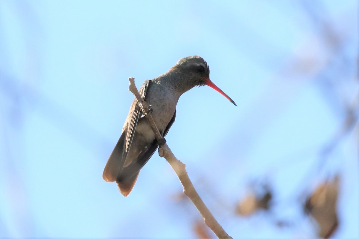 Dusky Hummingbird - Bob Friedrichs