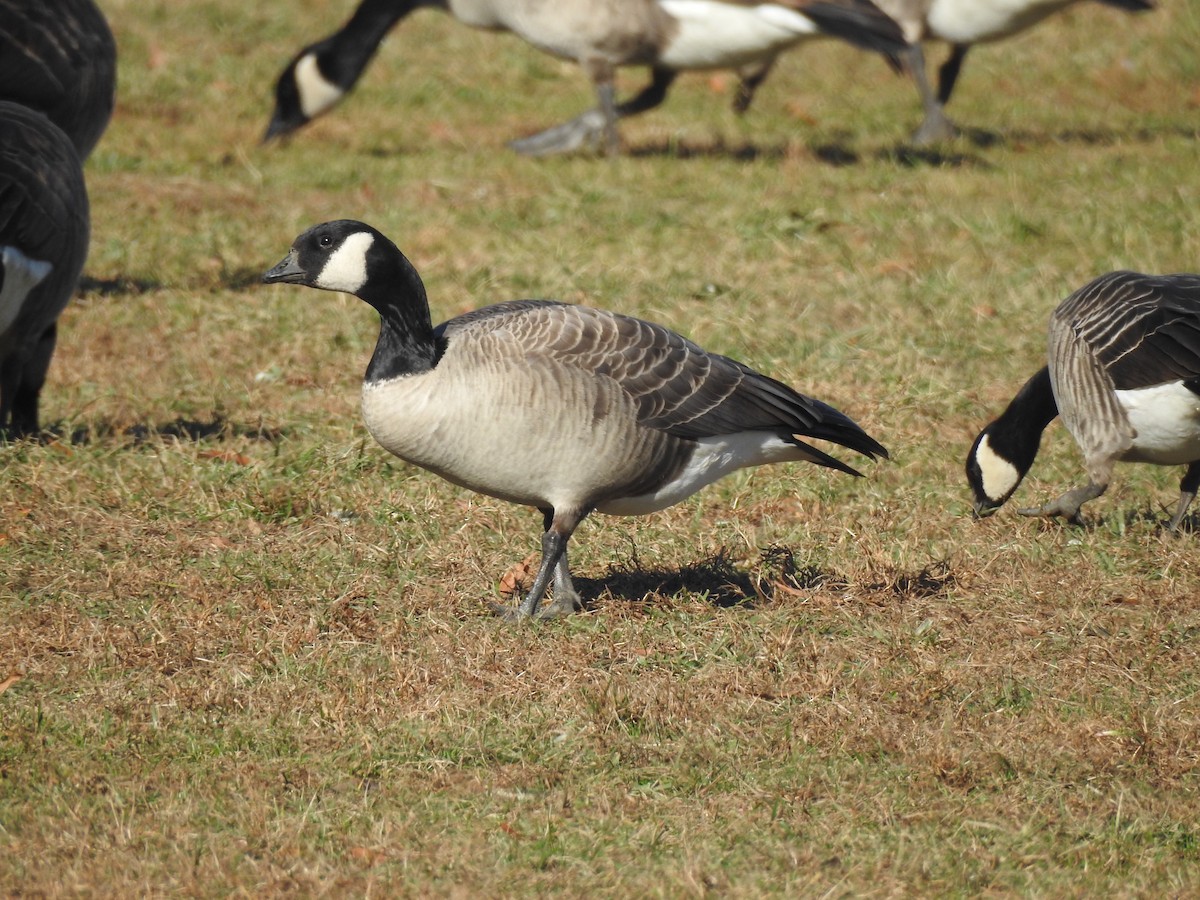 Cackling Goose - ML76012481