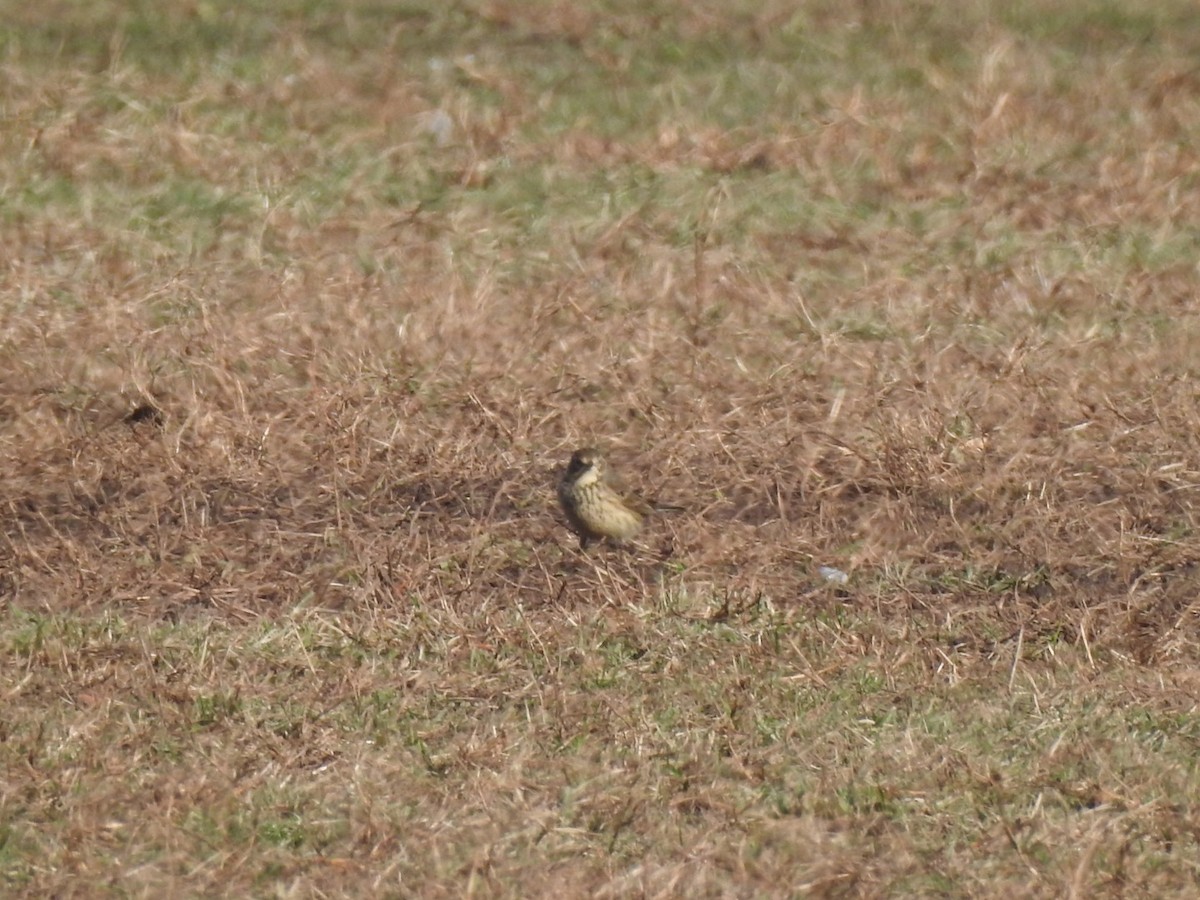 American Pipit - ML76012561