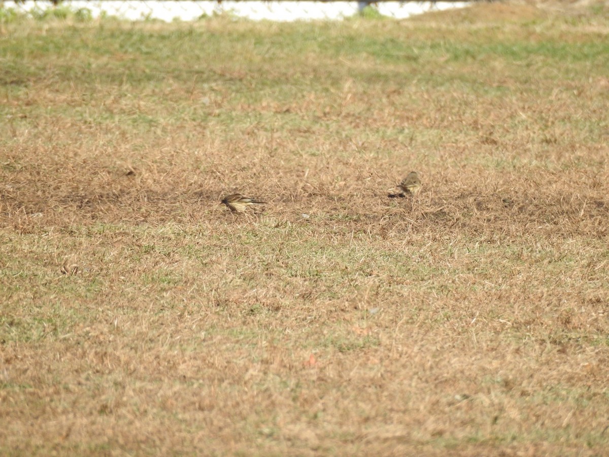 American Pipit - Zach Schwartz-Weinstein