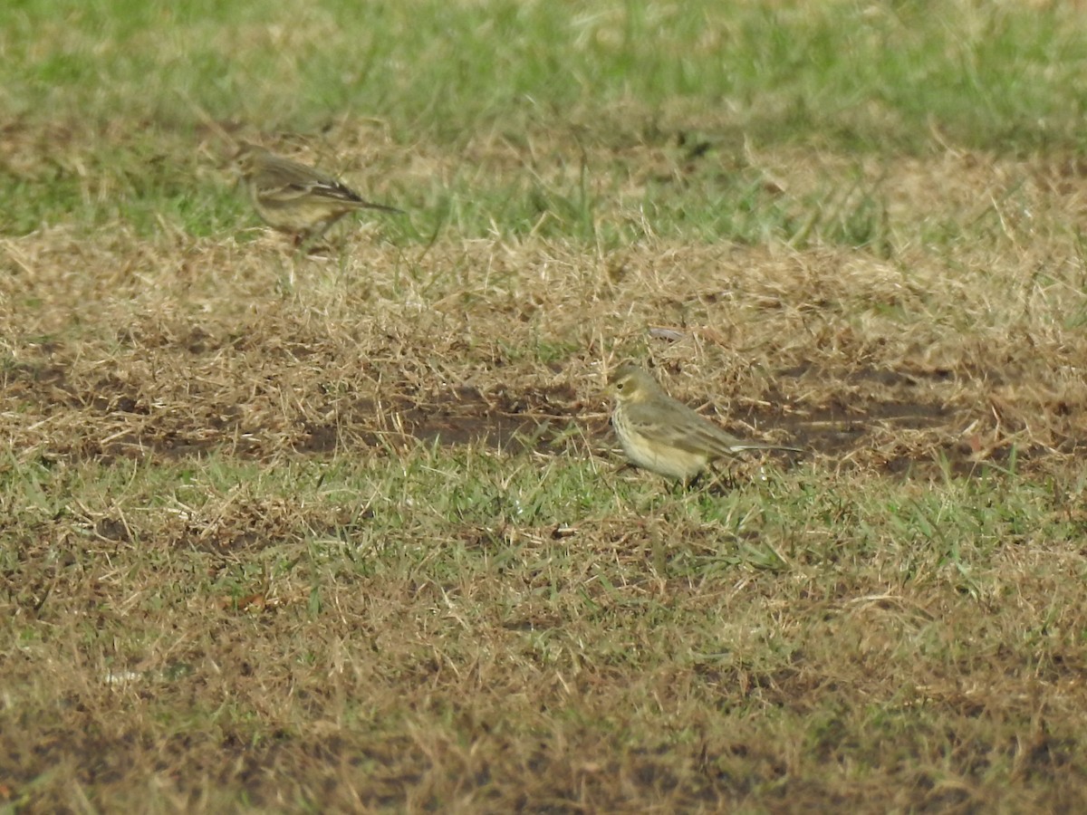 American Pipit - Zach Schwartz-Weinstein