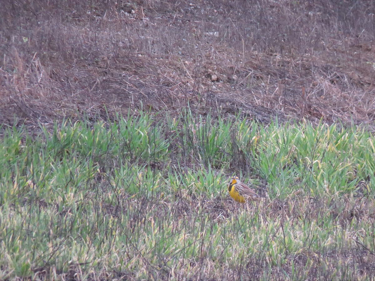 Eastern Meadowlark - ML76013041