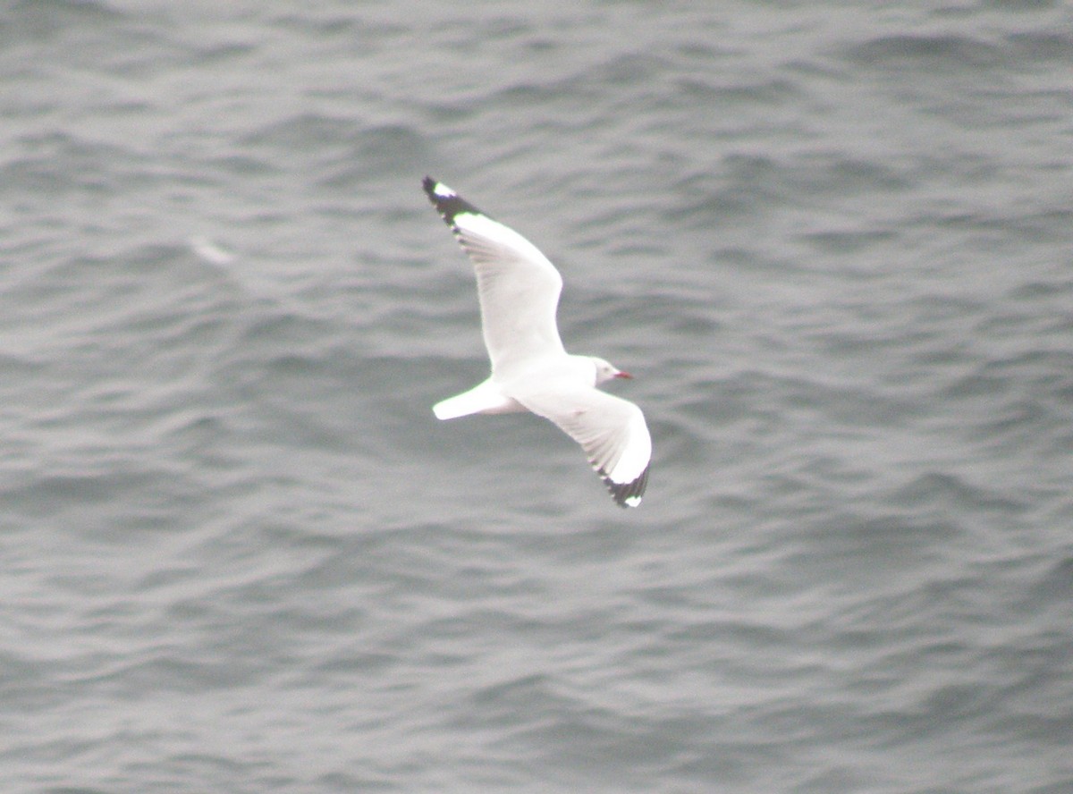 Gray-hooded Gull - ML76015011