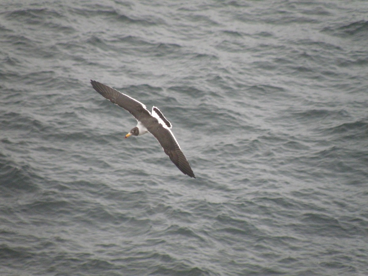 Belcher's Gull - ML76015071