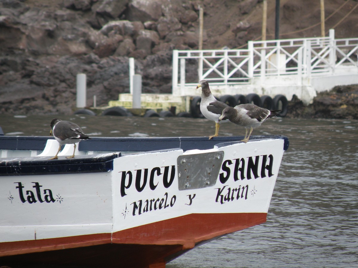 Belcher's Gull - ML76015171