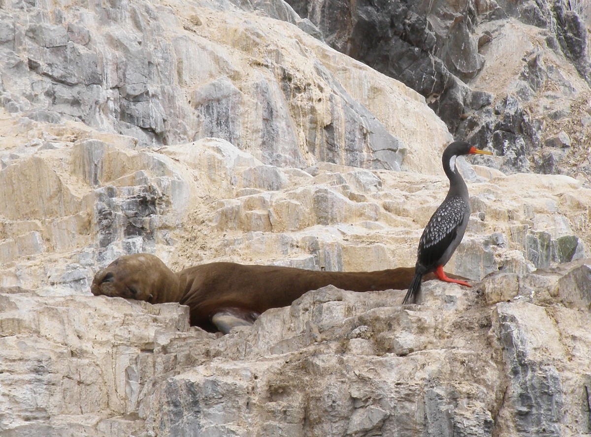 Red-legged Cormorant - ML76015261