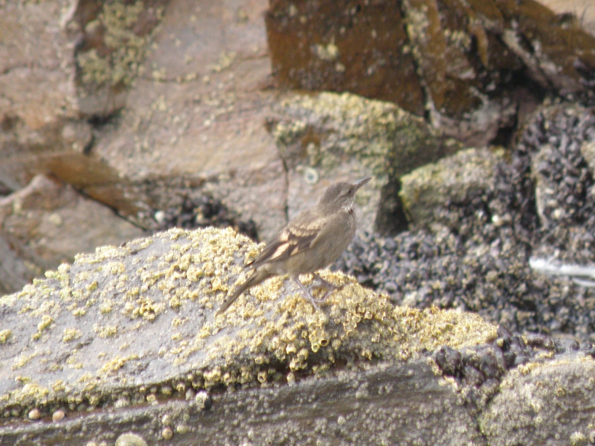 Surf Cinclodes - ML76015291