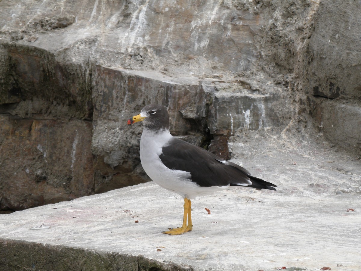 Belcher's Gull - Leighton Reid