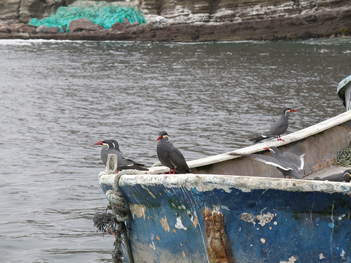 Inca Tern - ML76015331