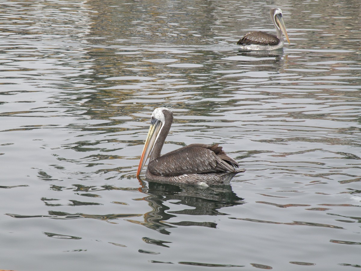 Peruvian Pelican - ML76015351