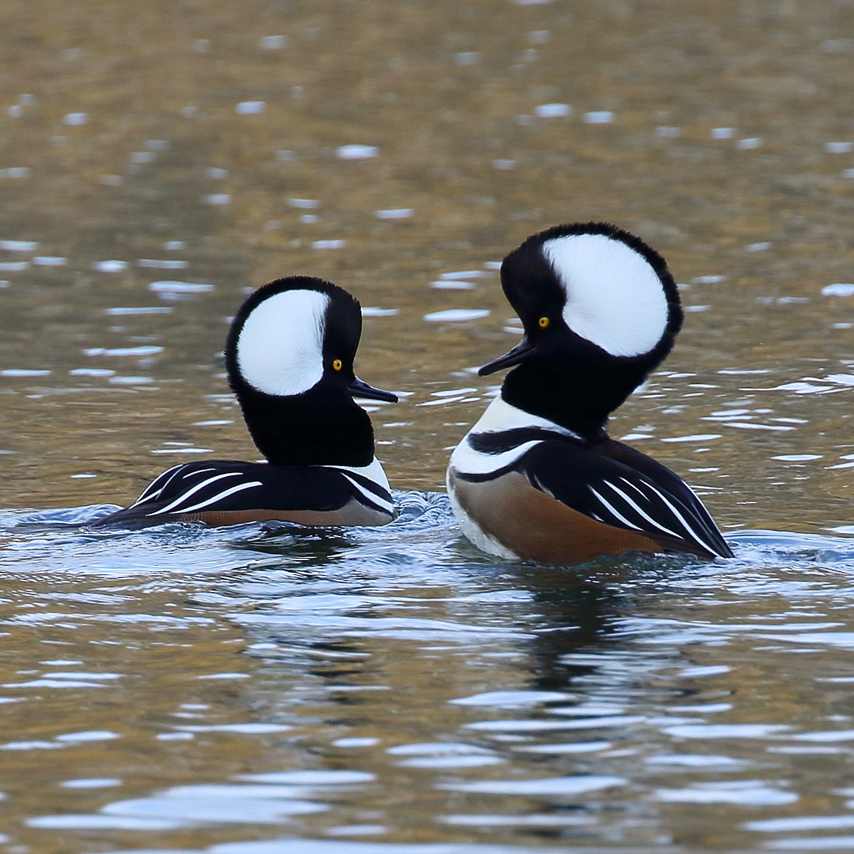 Hooded Merganser - Dan Vickers