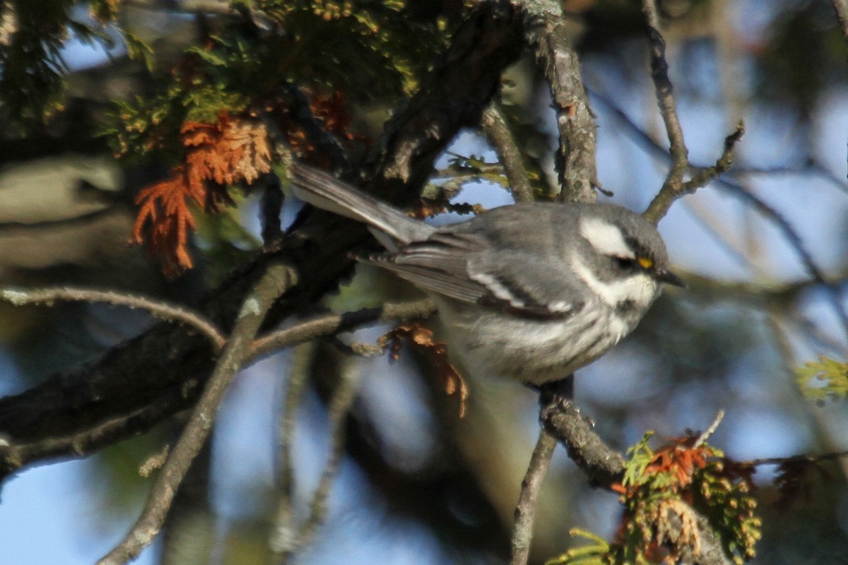 Black-throated Gray Warbler - Jeffrey Offermann