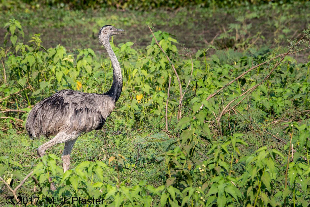 Greater Rhea - Michael Plaster