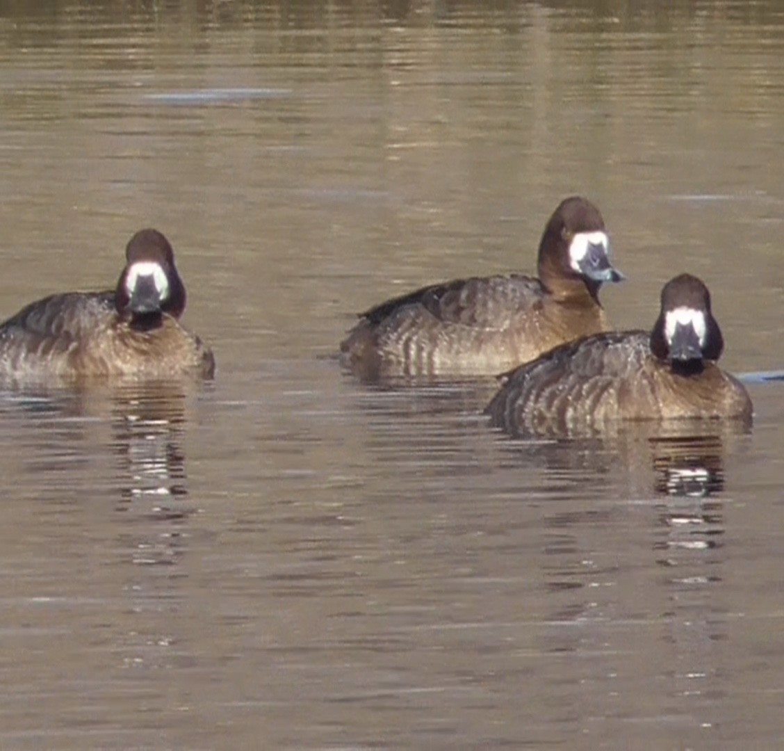 Lesser Scaup - ML76018391