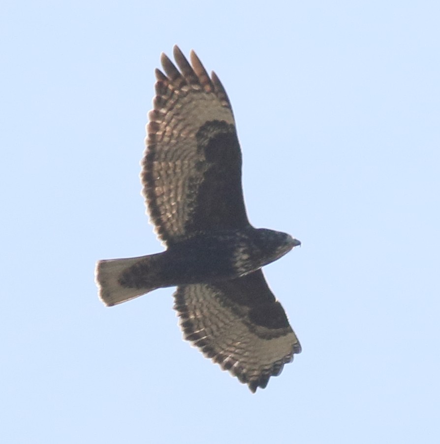 Red-tailed Hawk (Harlan's) - Scott Carpenter