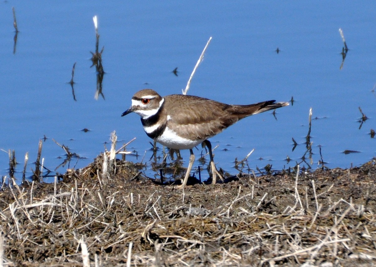 Killdeer - Douglas Lister