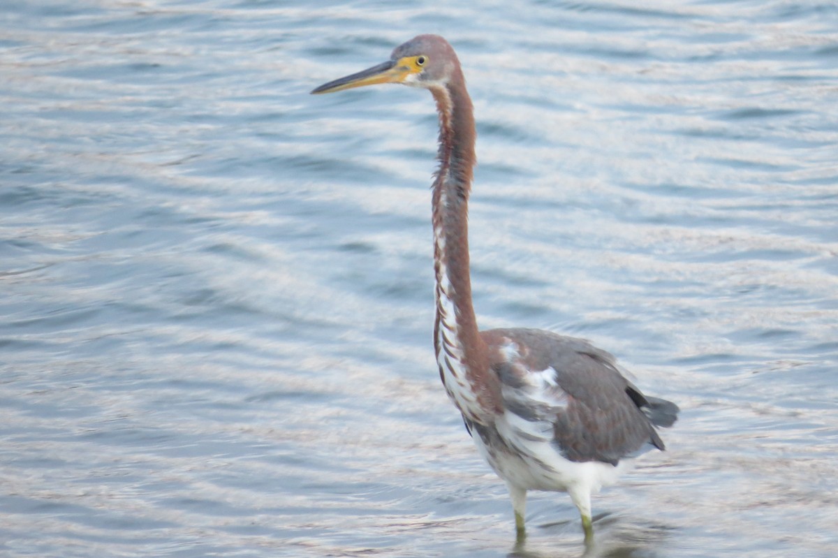 Tricolored Heron - ML76023141