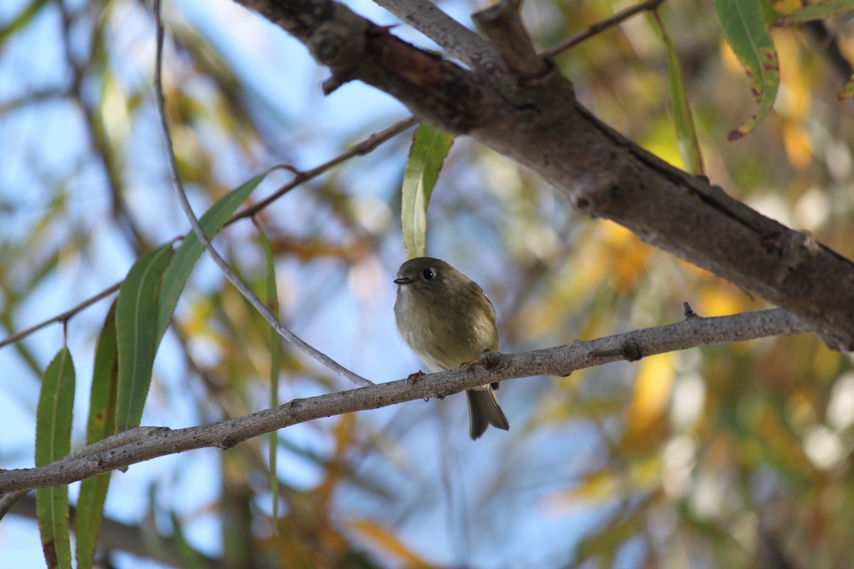 Ruby-crowned Kinglet - ML76024561