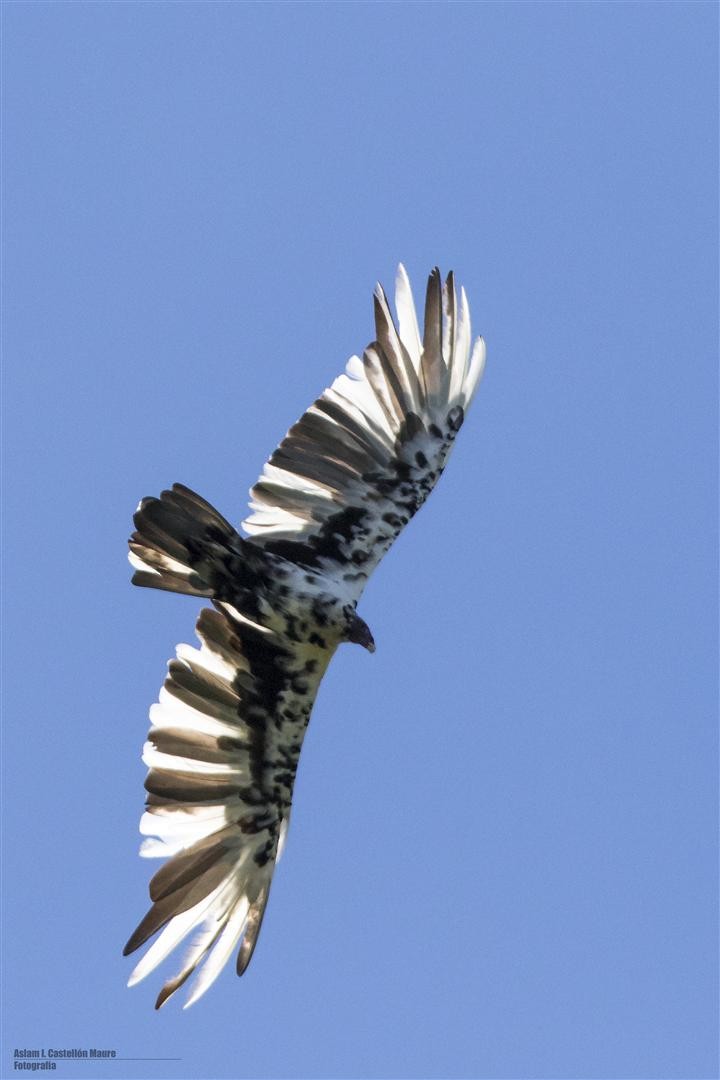 Turkey Vulture - ML76026481