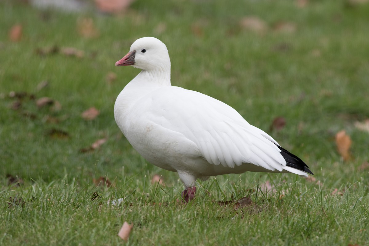 Ross's Goose - Mike Fialkovich
