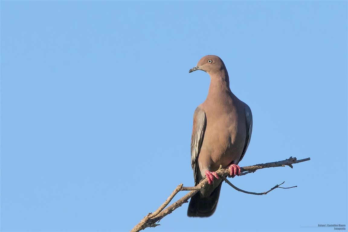 Plain Pigeon - Aslam Ibrahim Castellón Maure