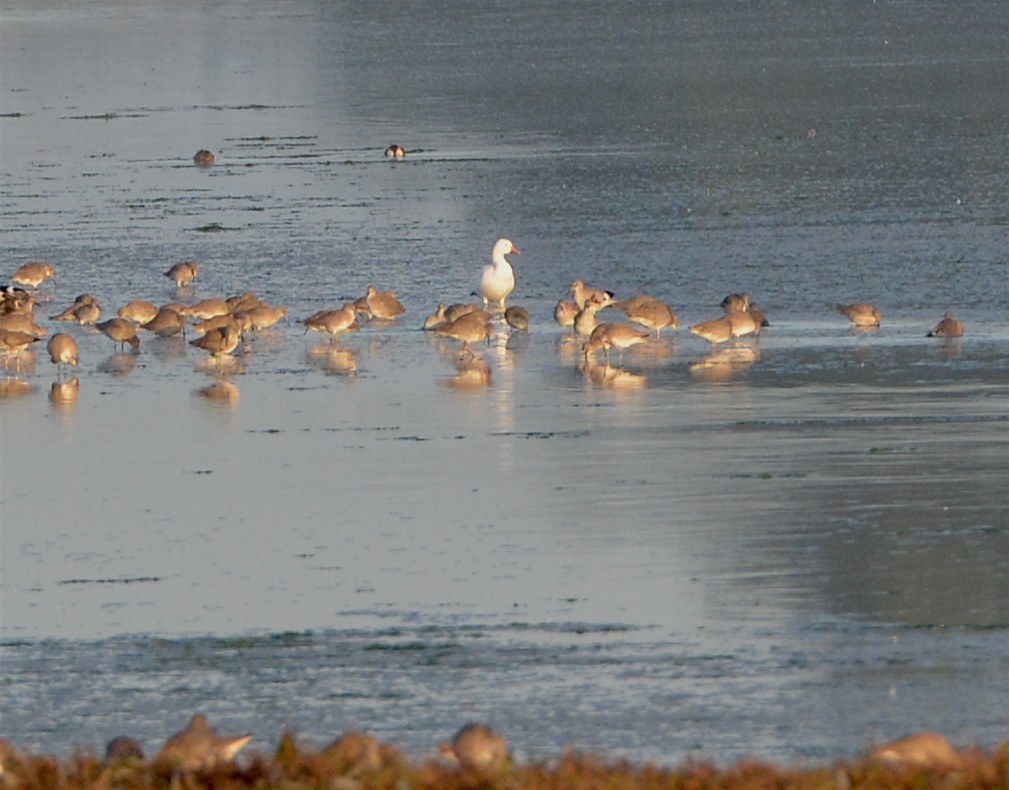 Snow Goose - ML76027251