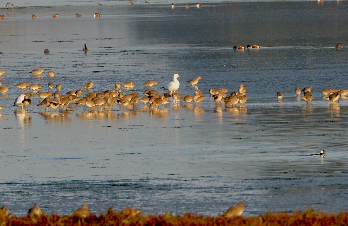 Snow Goose - ML76027281