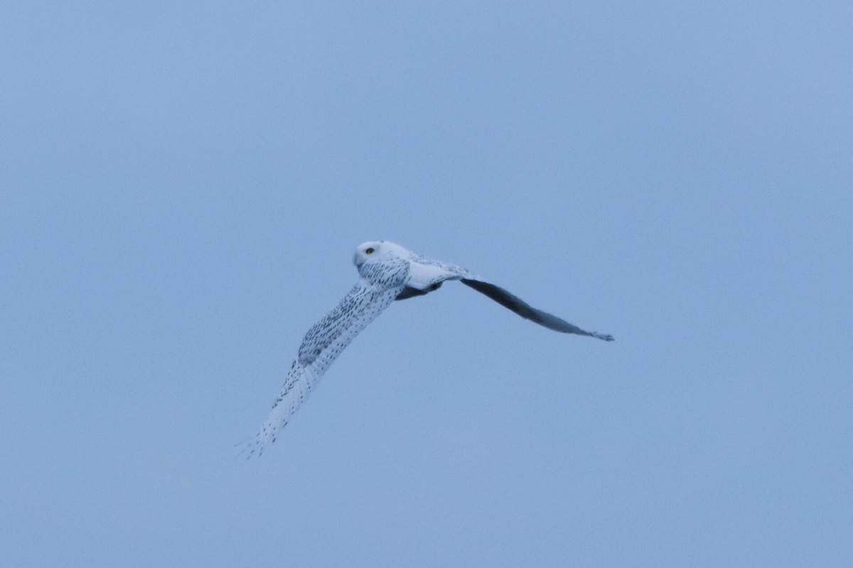 Snowy Owl - ML76027391