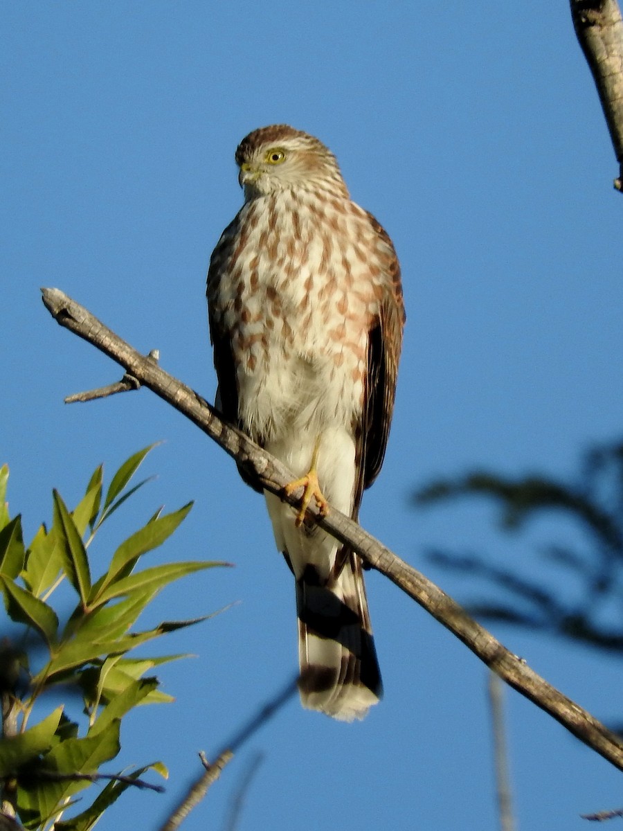 Sharp-shinned Hawk - ML76027961