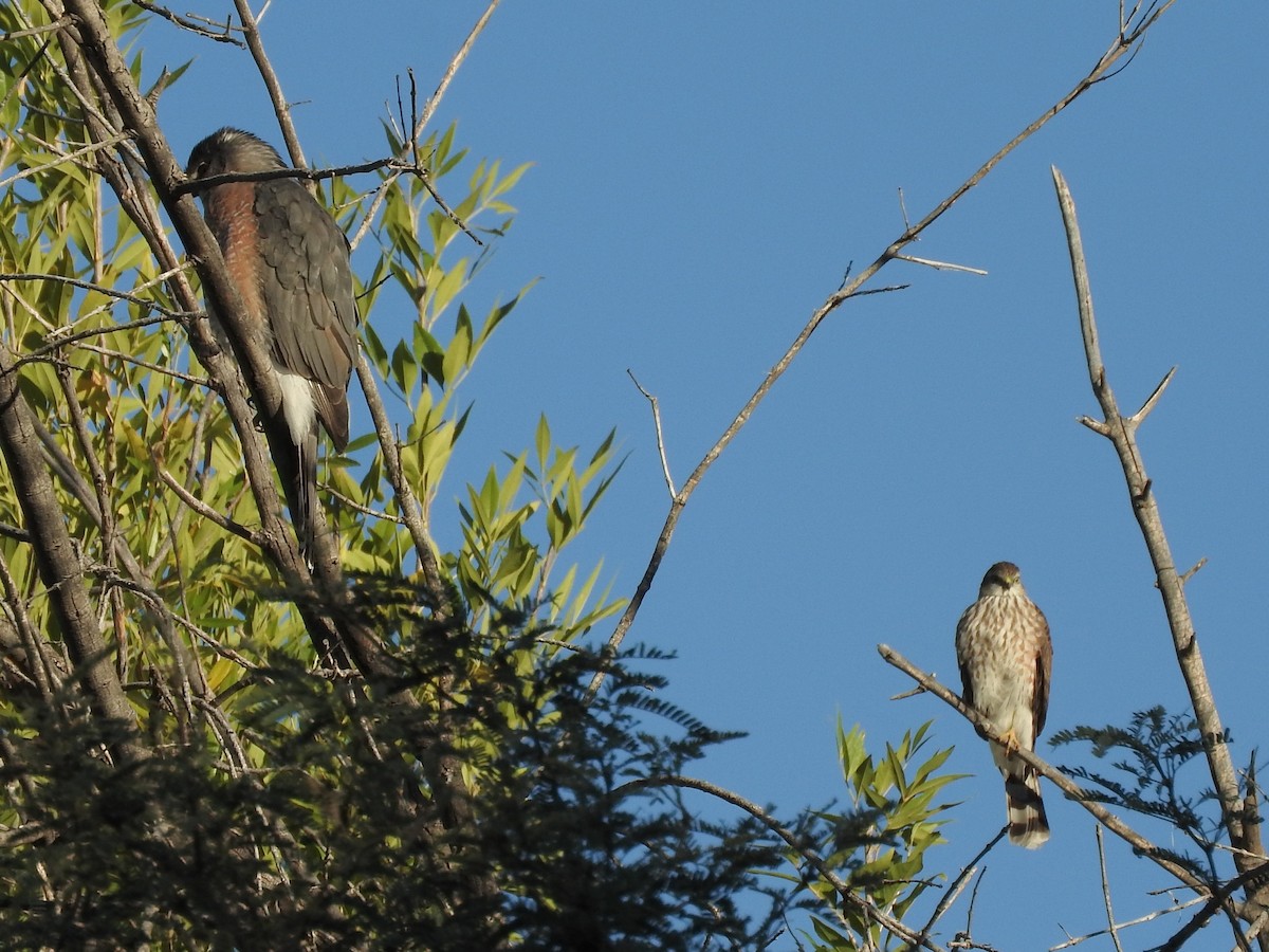 Sharp-shinned Hawk - ML76027971