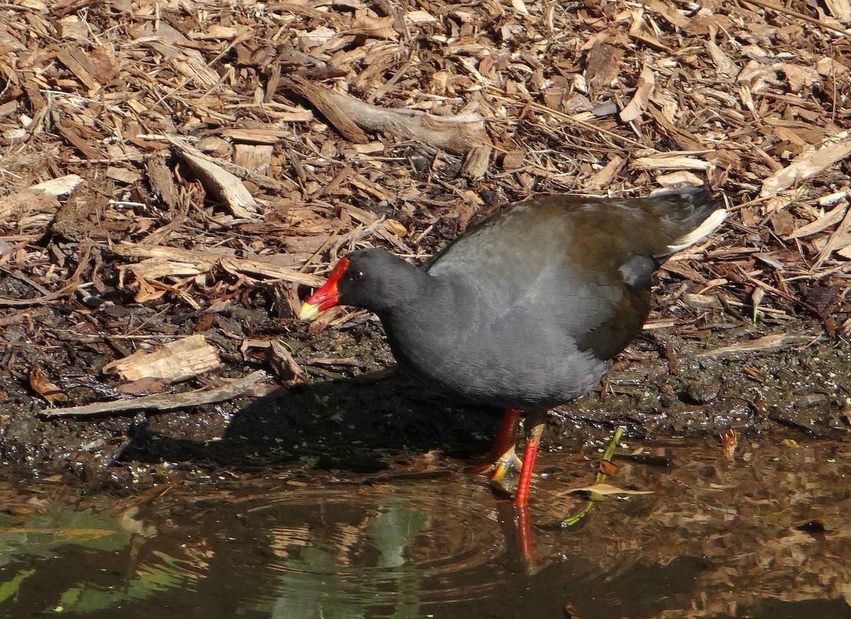 Dusky Moorhen - Cara Barnhill