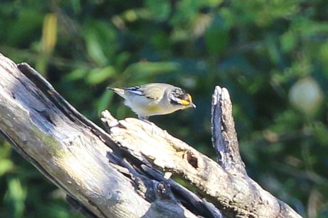 Striated Pardalote - Richard Fuller