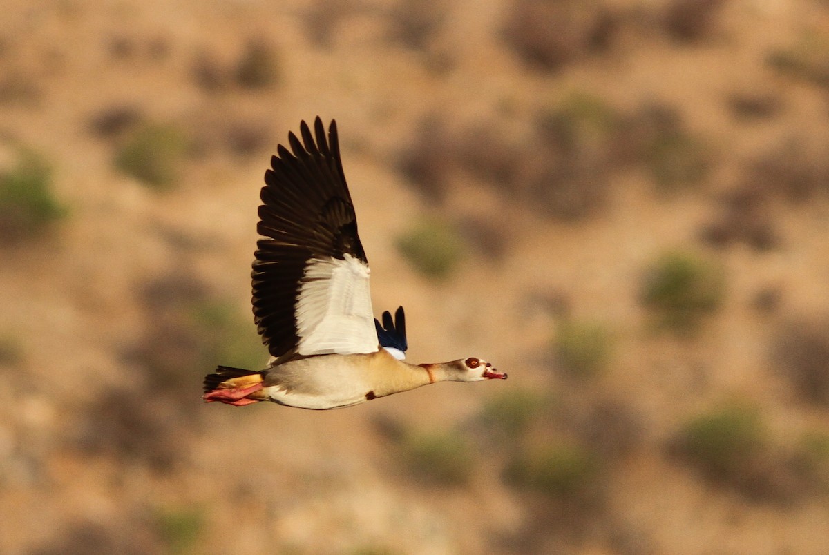 Egyptian Goose - ML76028551