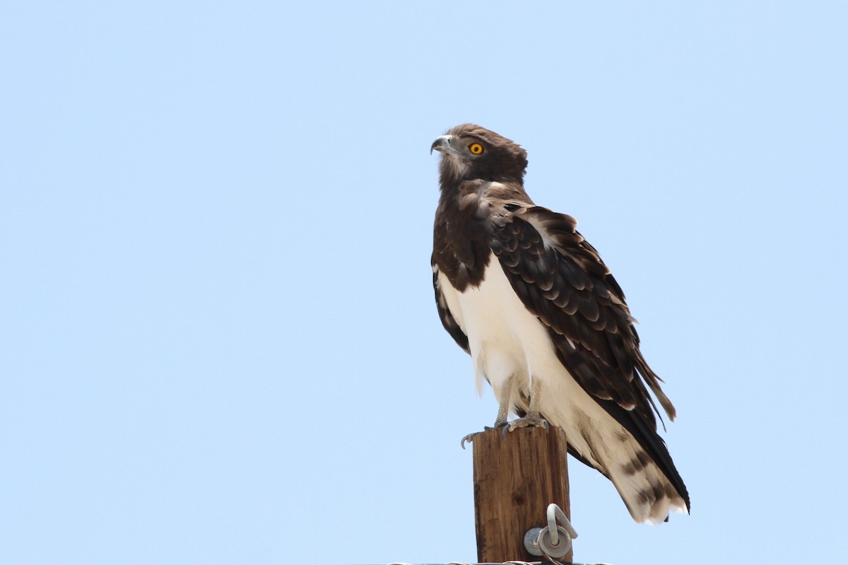 Black-chested Snake-Eagle - ML76030941