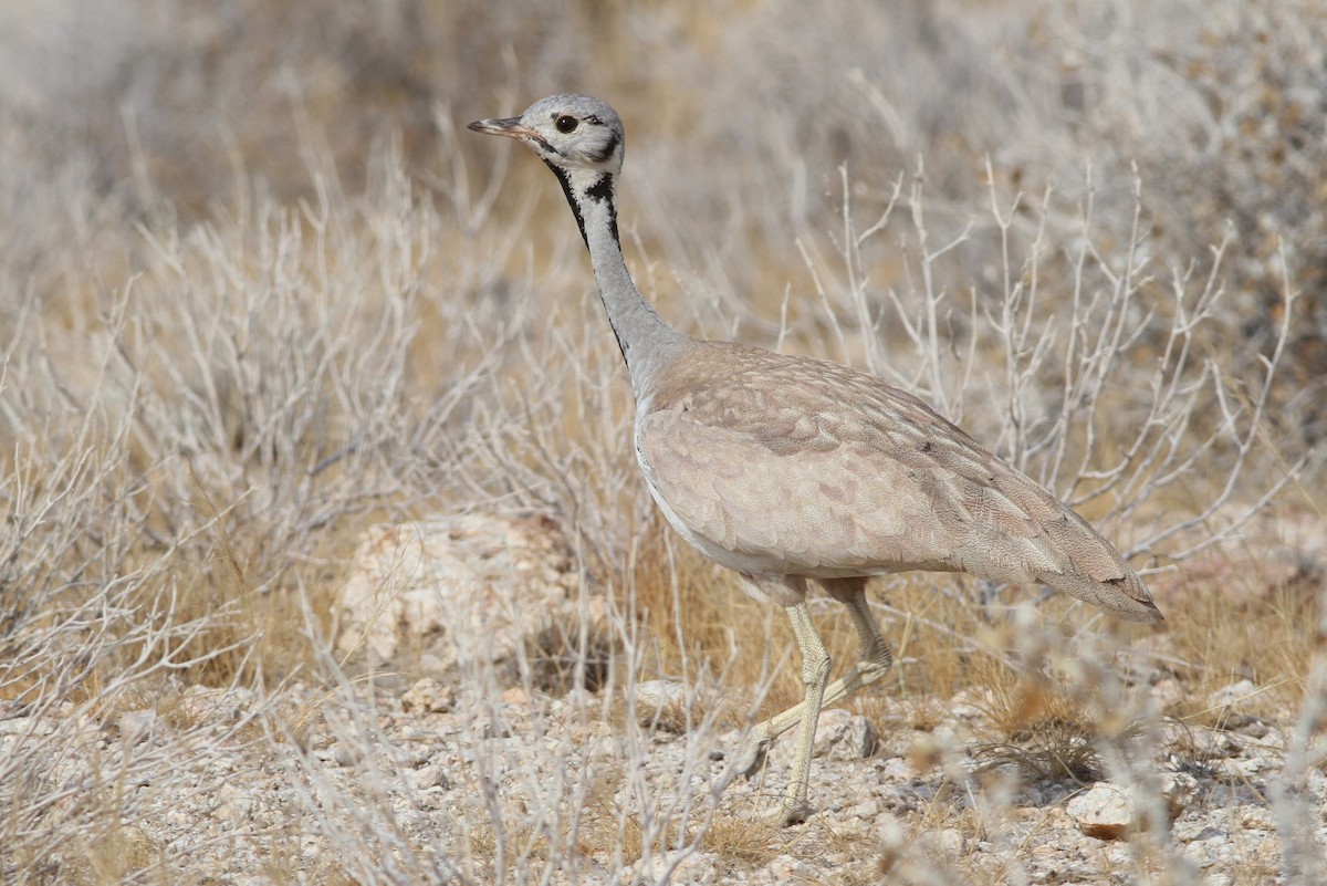 Rüppell's Bustard - John Martin