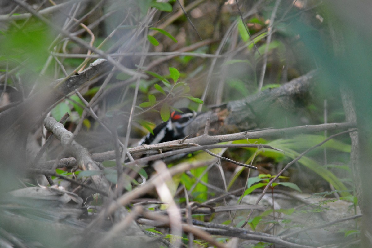 Hairy Woodpecker - ML76031611