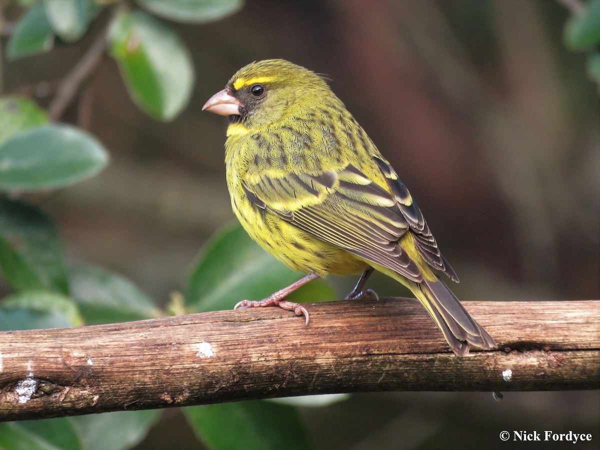 Forest Canary - Nicholas Fordyce - Birding Africa