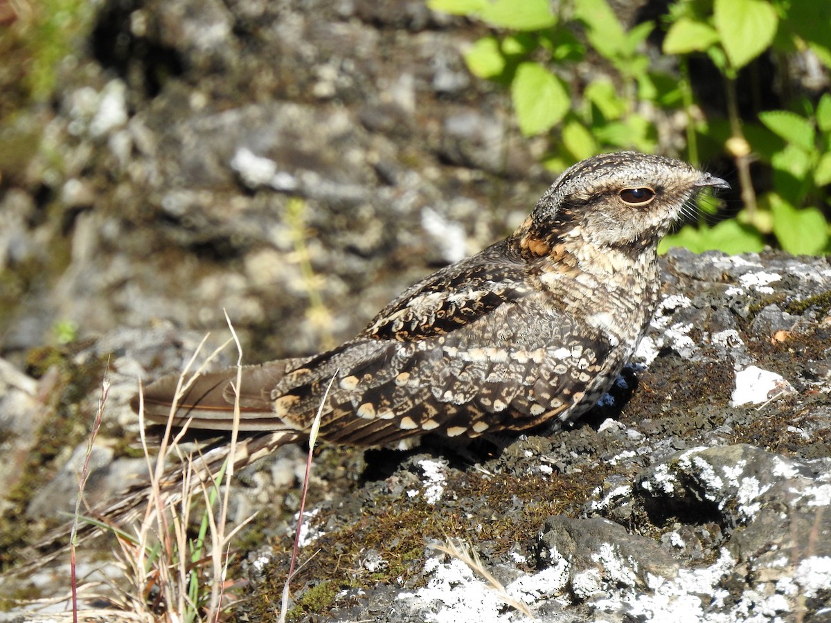 Scissor-tailed Nightjar - ML76035621