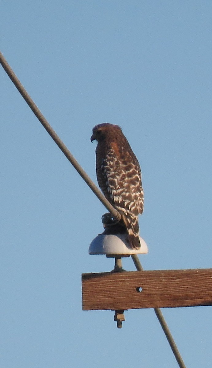 Red-shouldered Hawk - Glenn Pannier