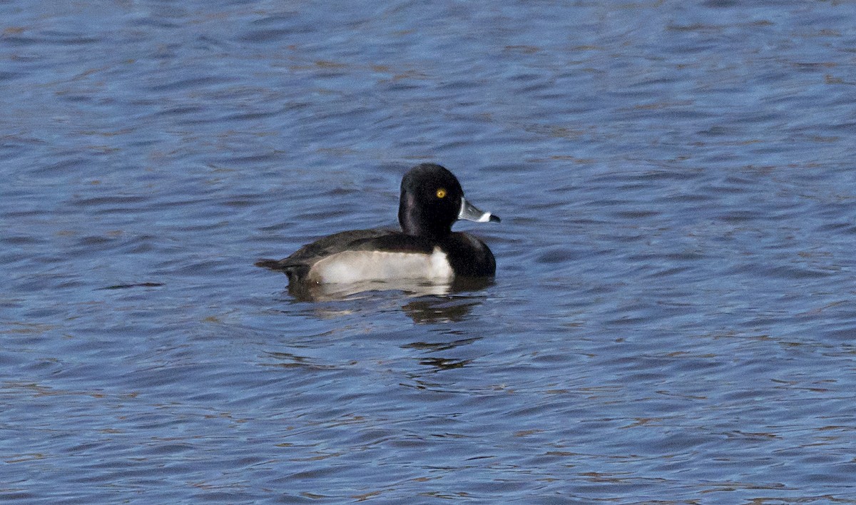 Ring-necked Duck - ML76040441