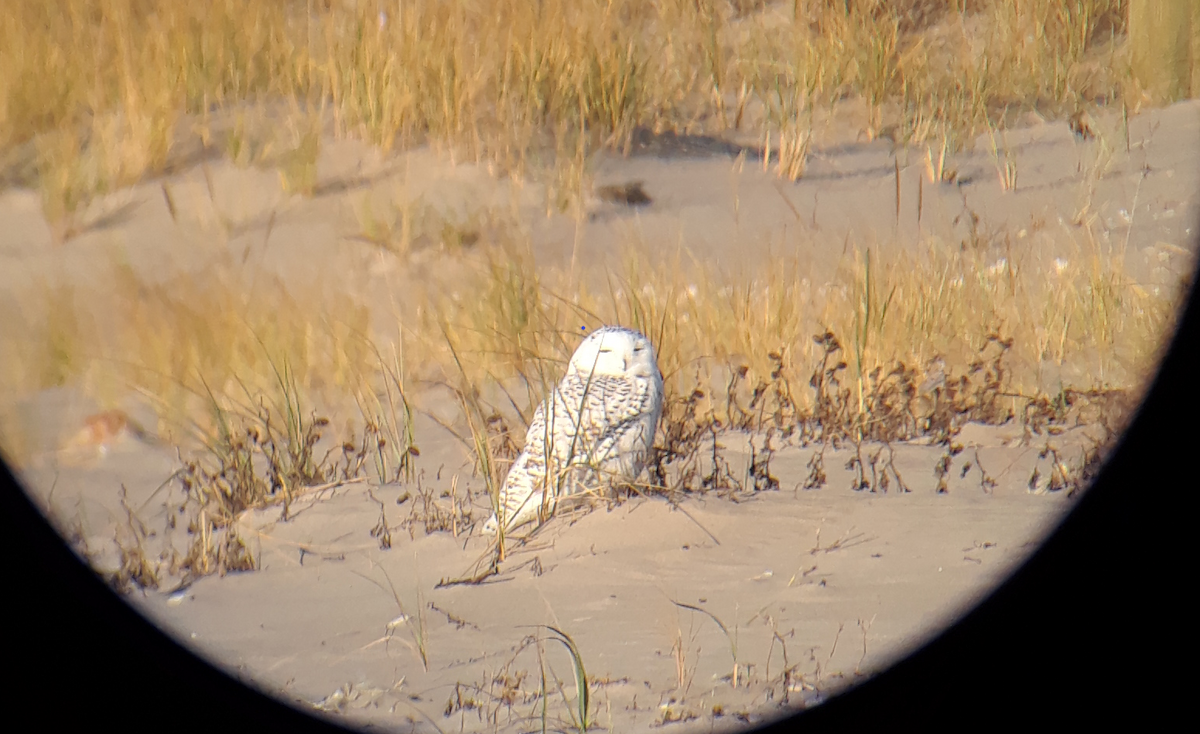 Snowy Owl - ML76041621