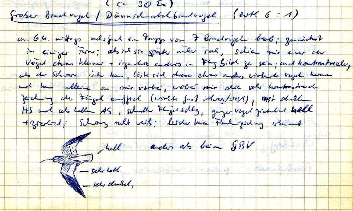 Courlis à bec grêle - ML76043191