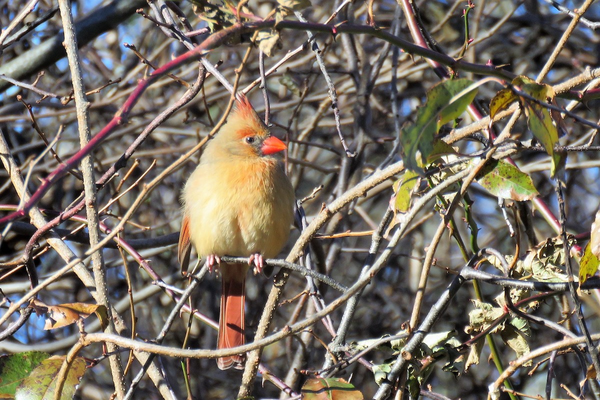 Northern Cardinal - ML76044091