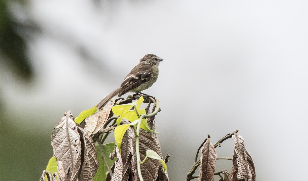 Olive-chested Flycatcher - ML76045241