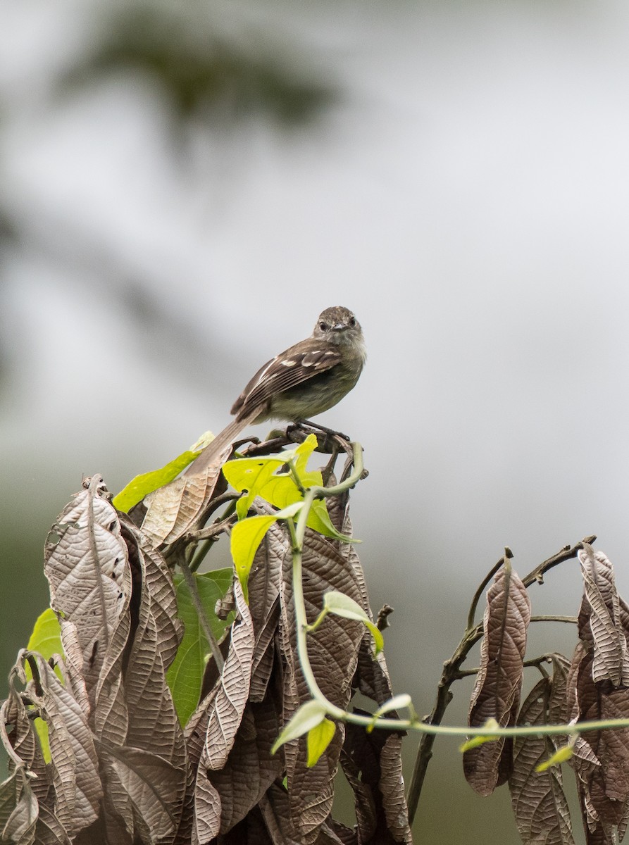 Olive-chested Flycatcher - ML76045251