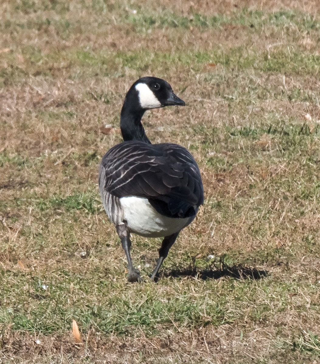 Cackling Goose - ML76045771