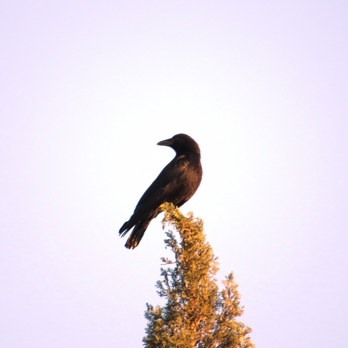 American Crow - Nels Nelson