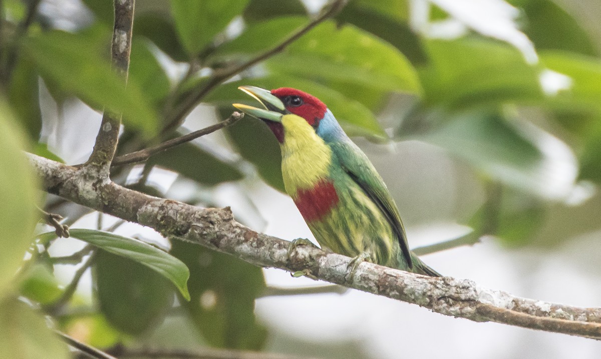 Versicolored Barbet - ML76045791