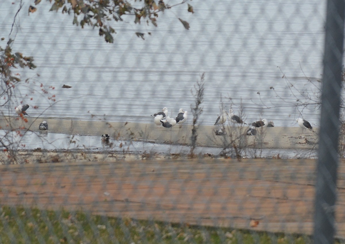 Great Black-backed Gull - ML76047101